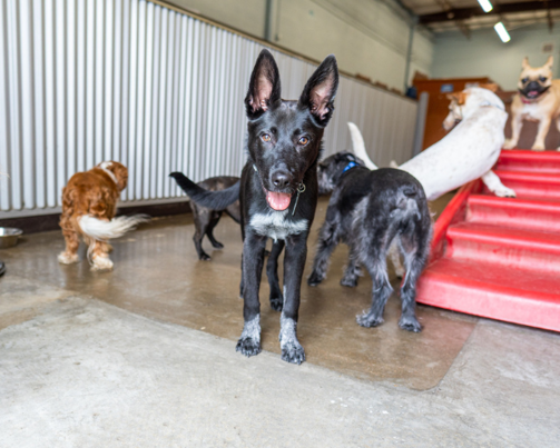 dogs playing inside